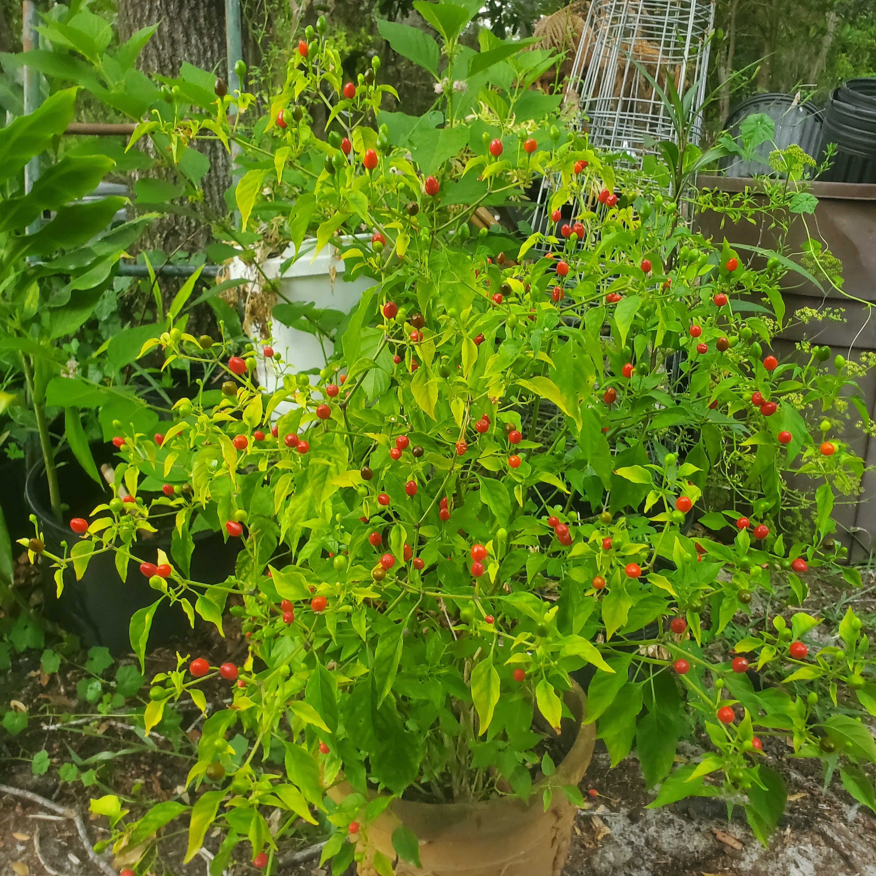 Bird's Eye Pepper