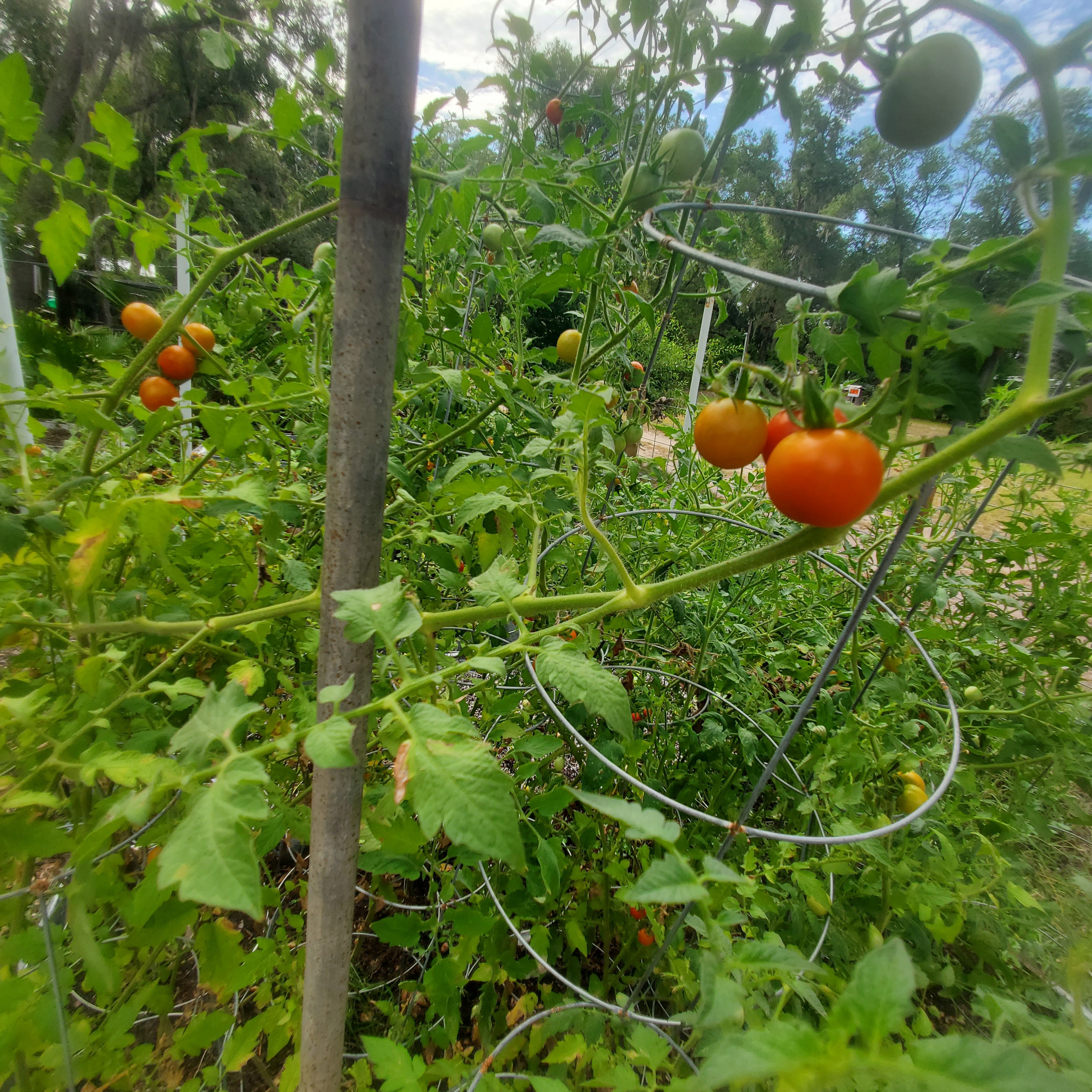 Pink Honey Drop Tomato
